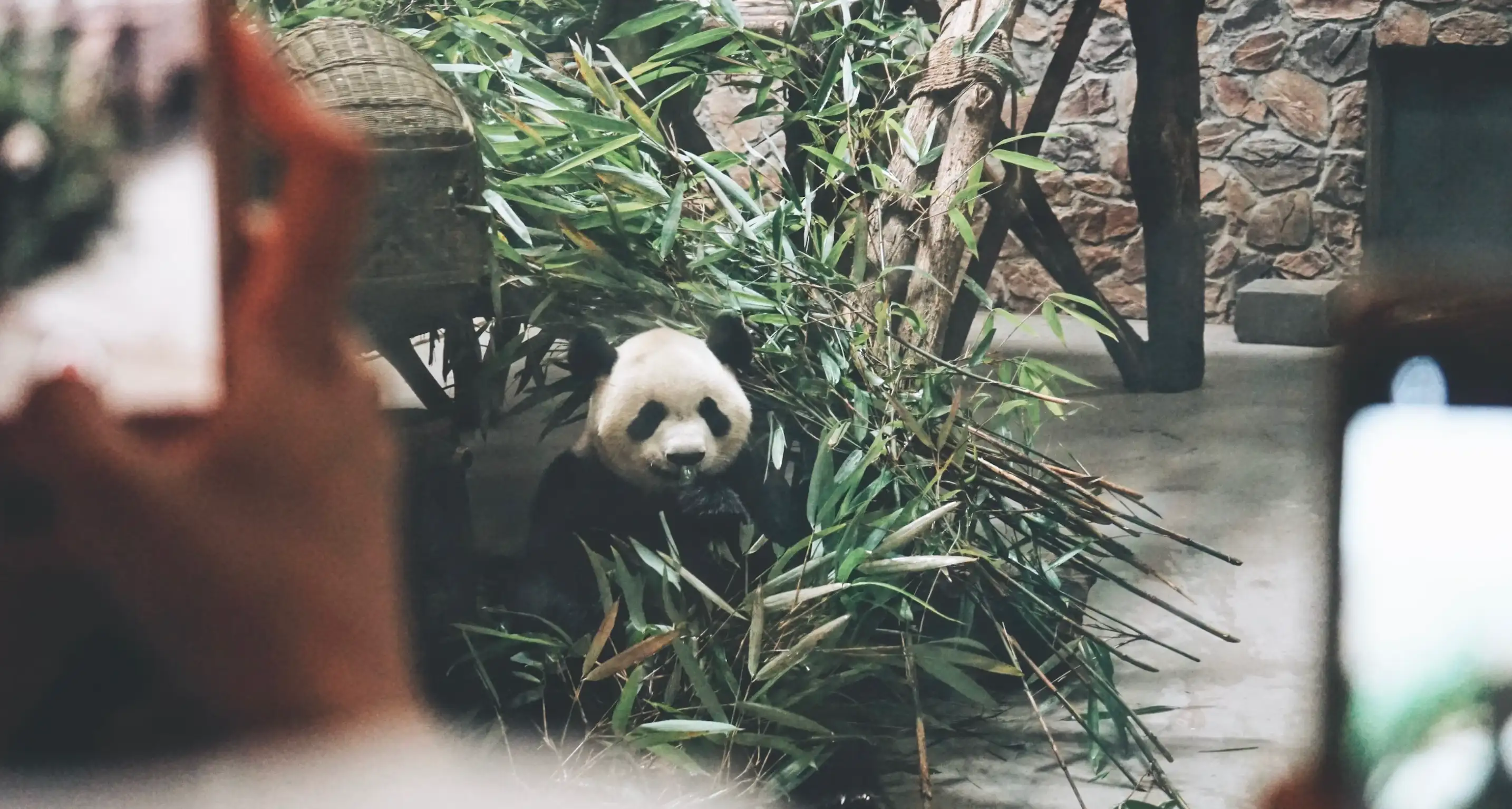 Chengdu - Pandas and City View